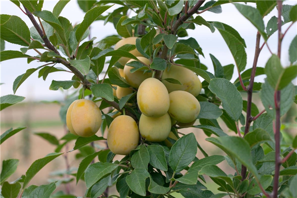 Prunus domestica 'Mirakosa'®