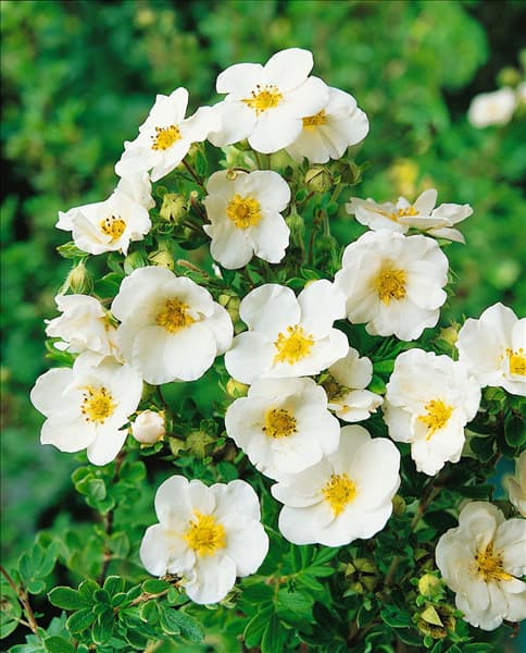 POTENTILLA FRUTICOSA SNOW BIRD