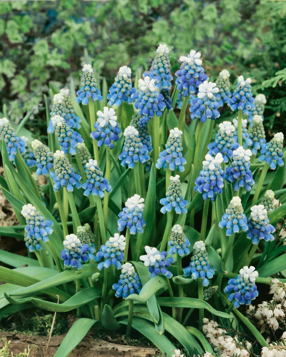 Muscari aucheri Ocean Magic