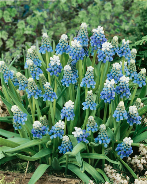 Muscari aucheri Ocean Magic