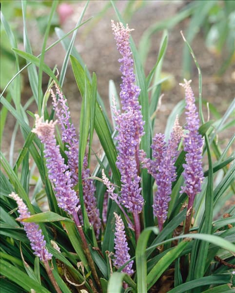 LIRIOPE MUSCARI BIG BLUE
