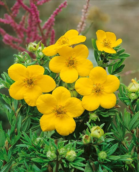 Potentilla fruticosa