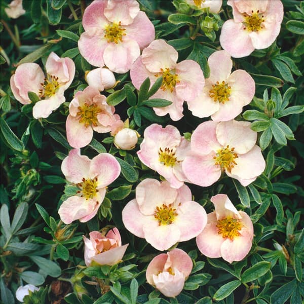 Potentilla fruticosa Glenroy Pinkie