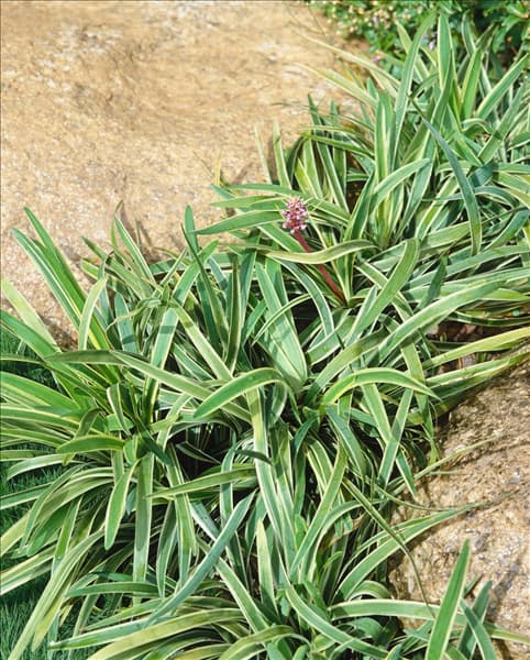 LIRIOPE MUSCARI VARIEGATA