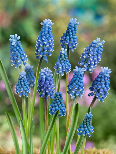 Muscari aucheri Ocean Magic