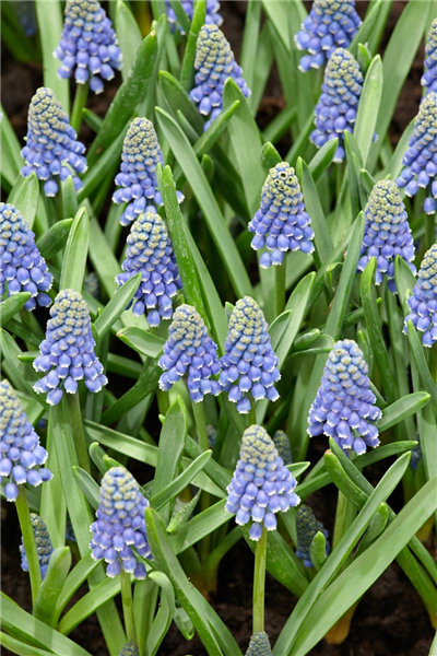 Muscari aucheri Ocean Magic
