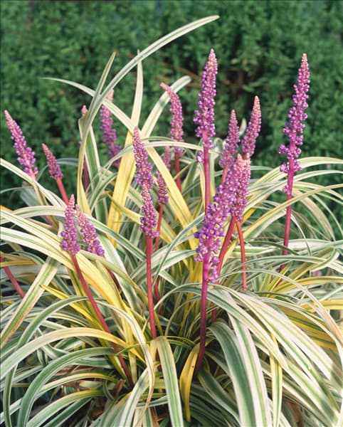 Liriope muscari Gold Gaud