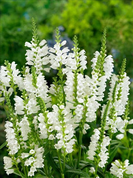 Physostegia virginiana Crystal Peak White