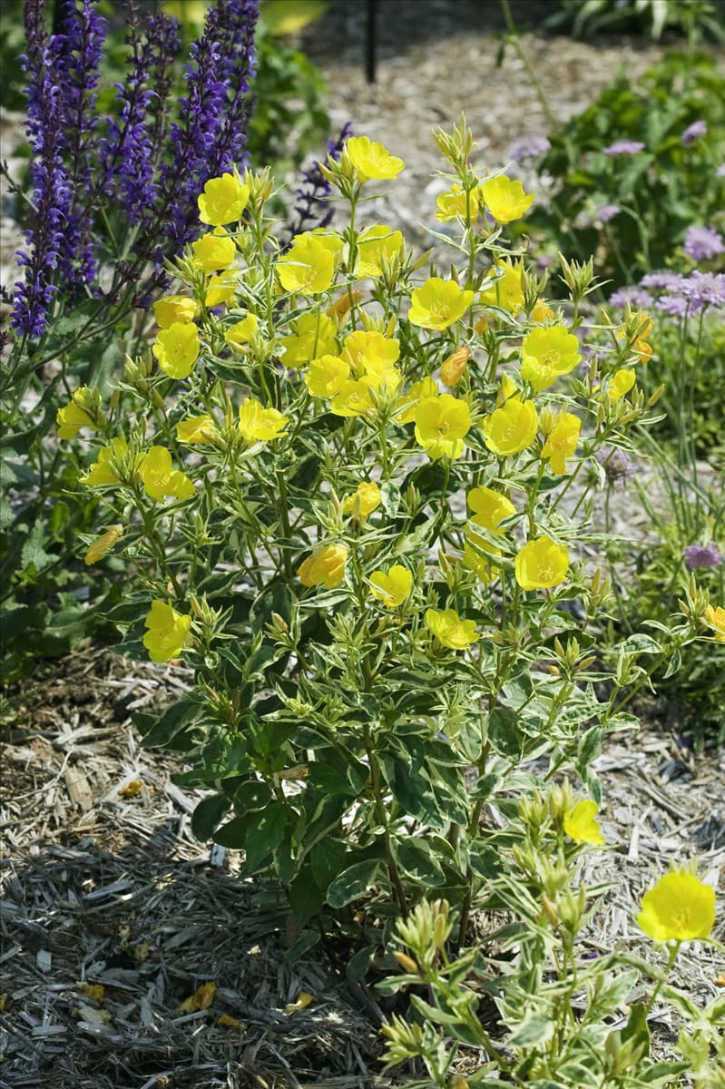 Oenothera fruticosa Frühlingsgold