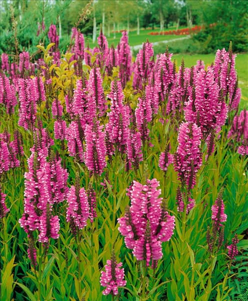 PHYSOSTEGIA VIRGINIANA