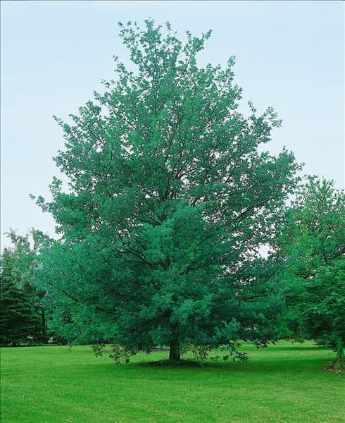 QUERCUS ROBUR