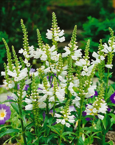 PHYSOSTEGIA VIRGINIANA SUMMER SNOW