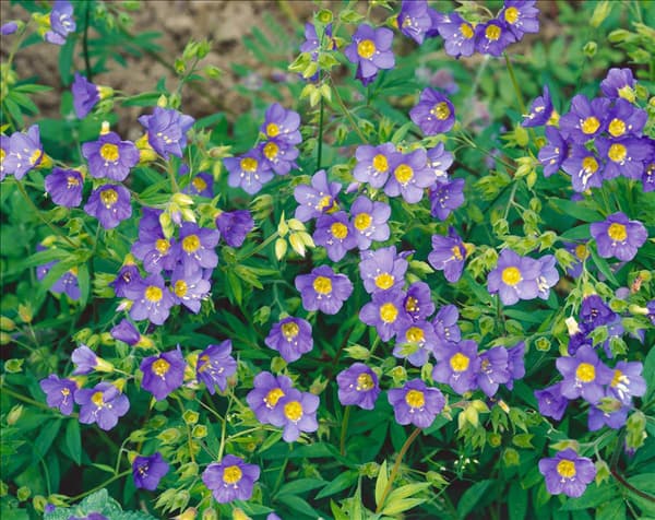 Polemonium caeruleum