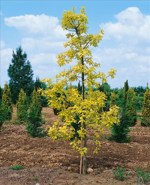 Quercus robur Concordia
