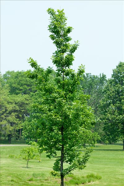 Quercus robur General Pulaski