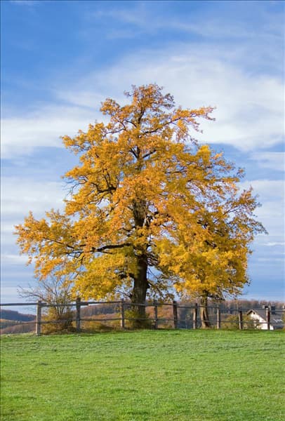 Quercus robur im Herbst