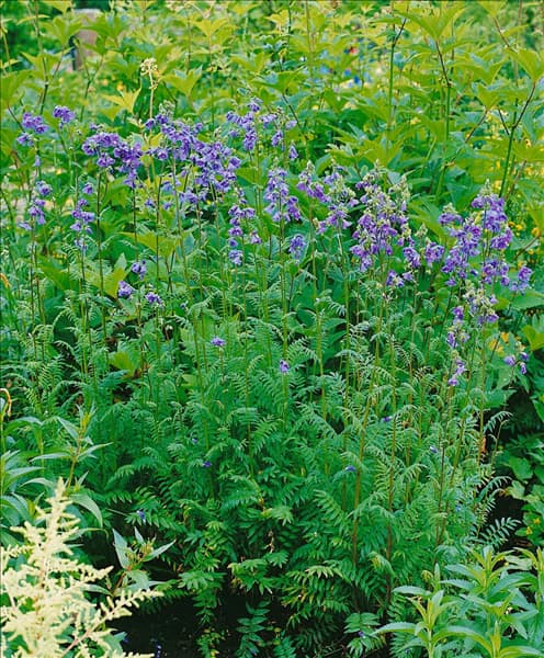 Polemonium caeruleum