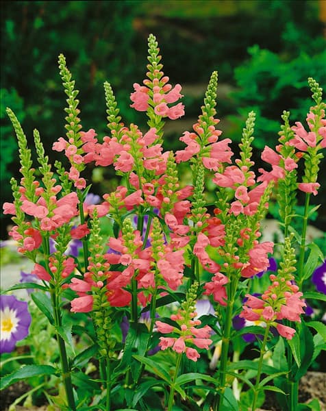 Physostegia virginiana pink