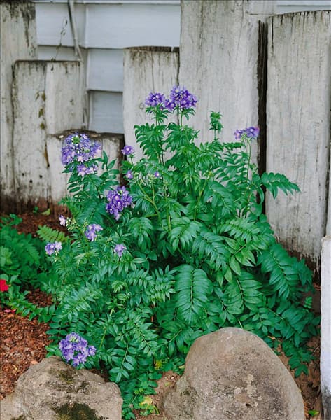 POLEMONIUM CAERULEUM