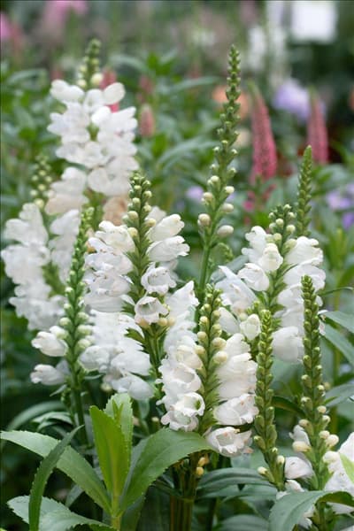 Physostegia virginiana Miss Manner