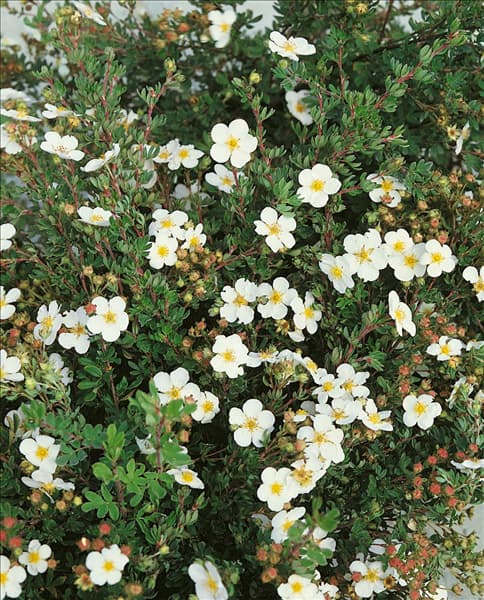 Potentilla fruticosa Abbotswood