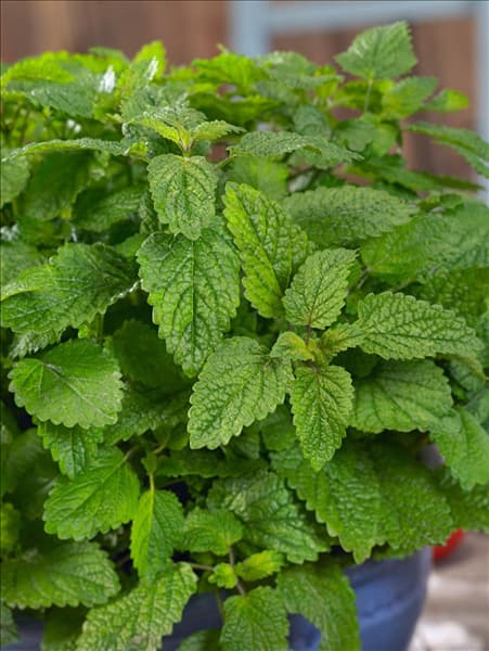 Melissa officinalis 1700MM