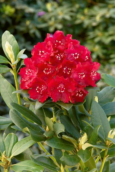 Rhododendron Hybride Sammetglut