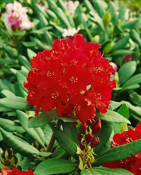 RHODODENDRON SAMMETGLUT