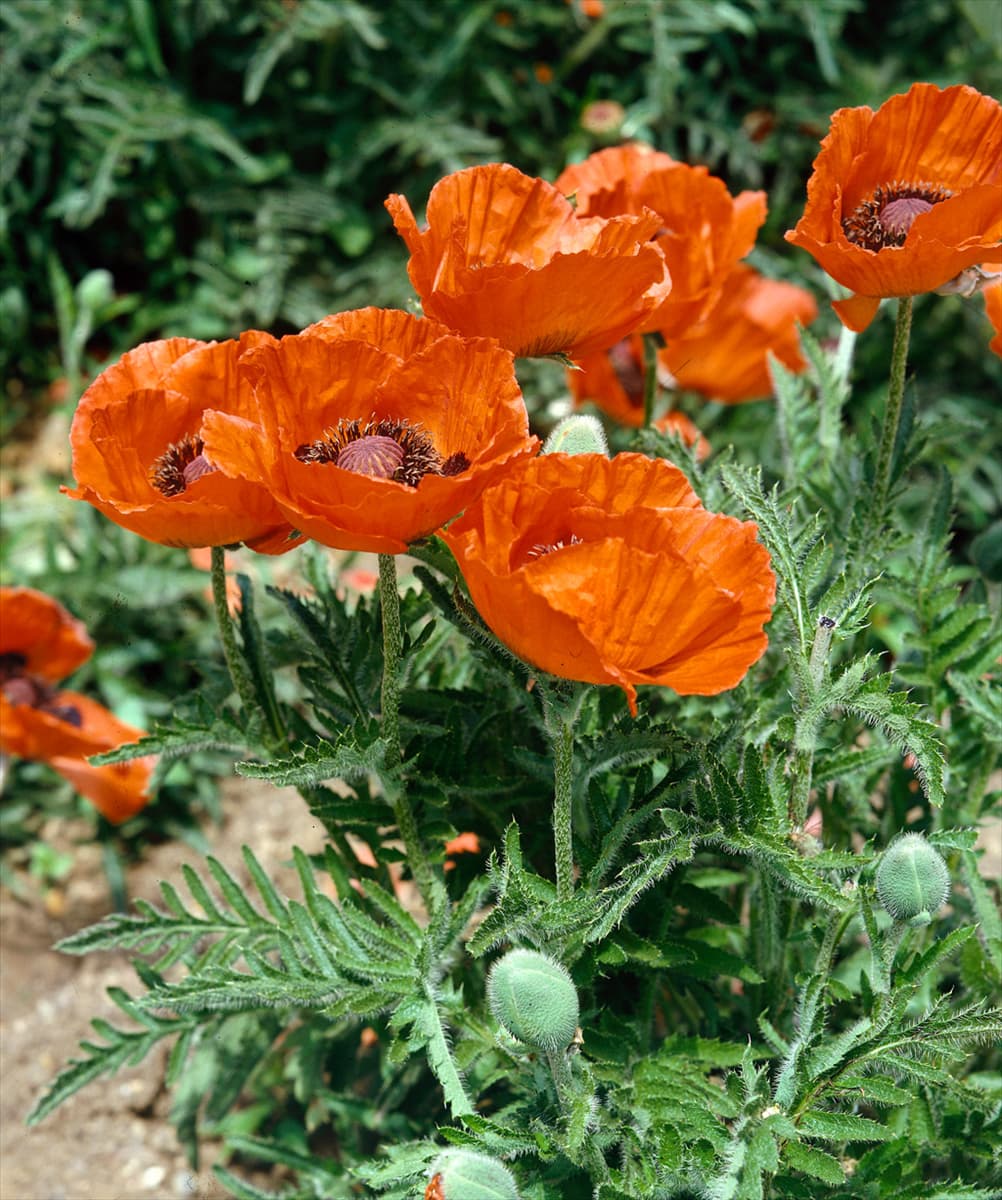 Papaver orientale orange