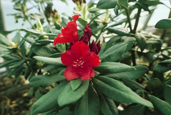 RHODODENDRON SAMMETGLUT