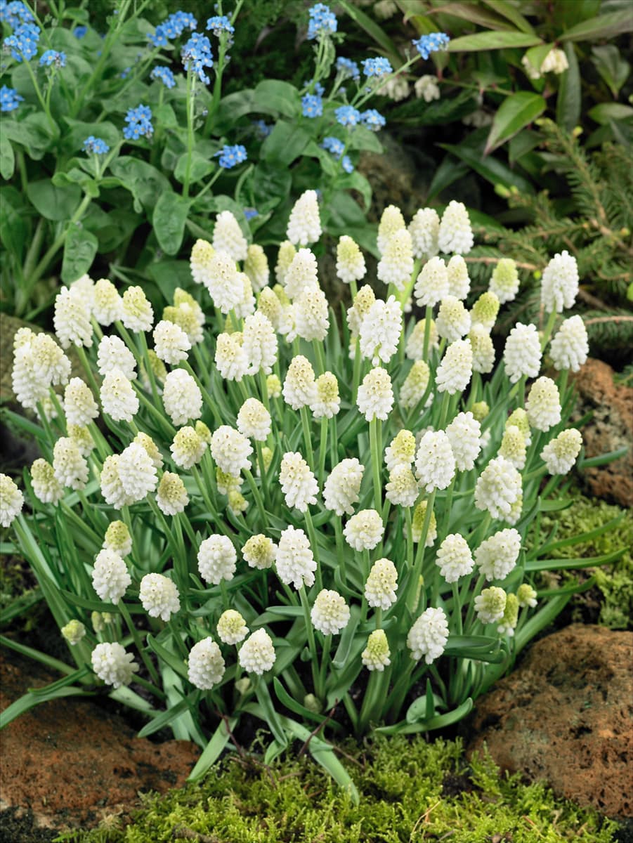 Muscari aucheri White Magic