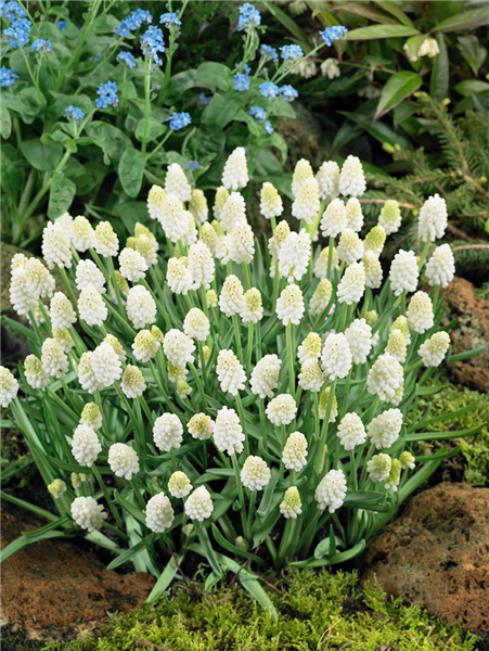 Muscari aucheri White Magic