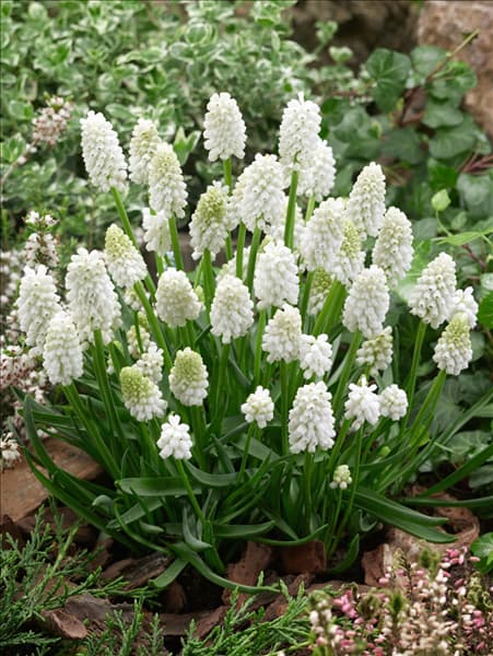 Muscari aucheri White Magic