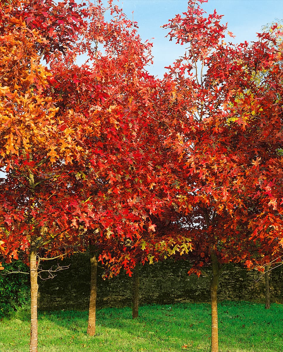 Quercus robur im Herbst