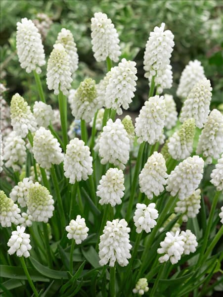 Muscari aucheri White Magic
