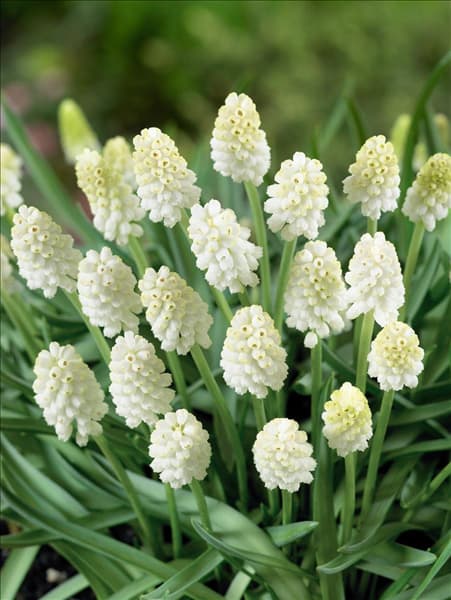 Muscari aucheri White Magic
