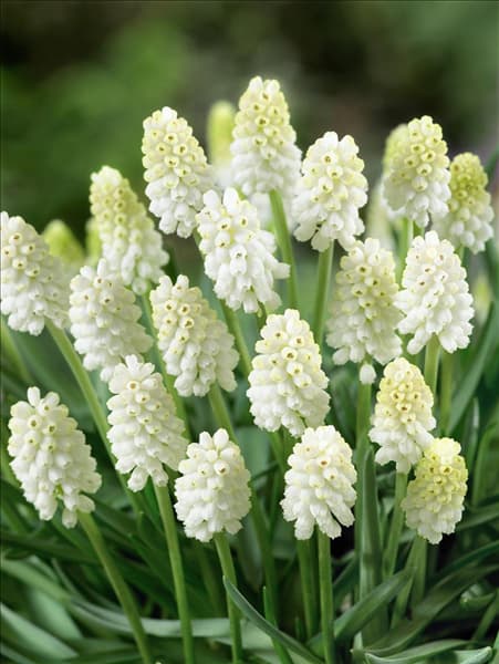 Muscari aucheri White Magic