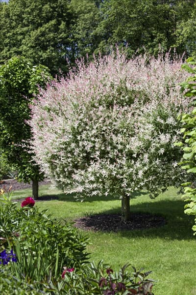 Salix integra Hakuro Nishiki