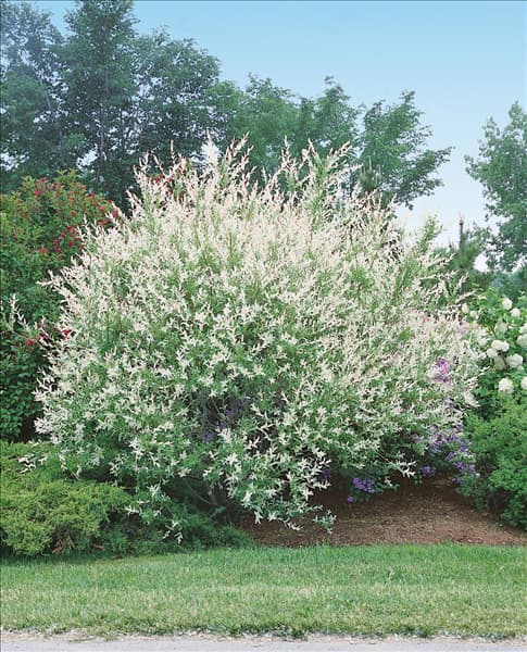 Salix integra Hakuro-nishiki