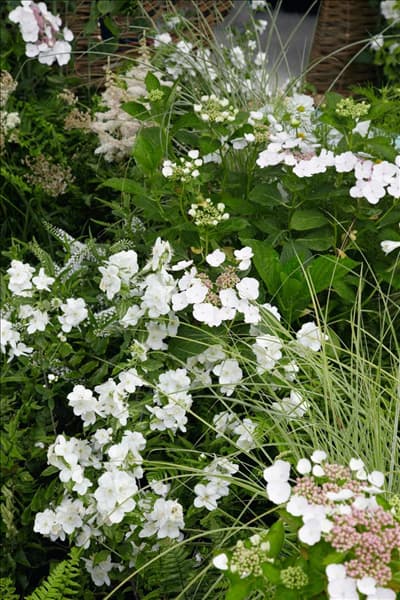 Polemonium caeruleum Album