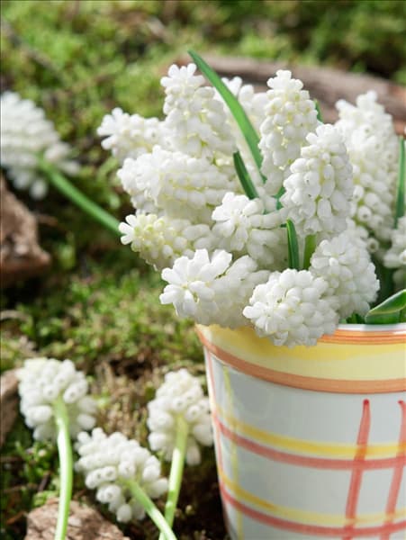 Muscari aucheri White Magic