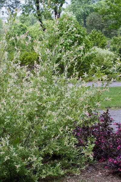 Salix integra Flamingo