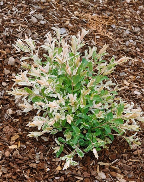 Salix integra Hakuro-nishiki