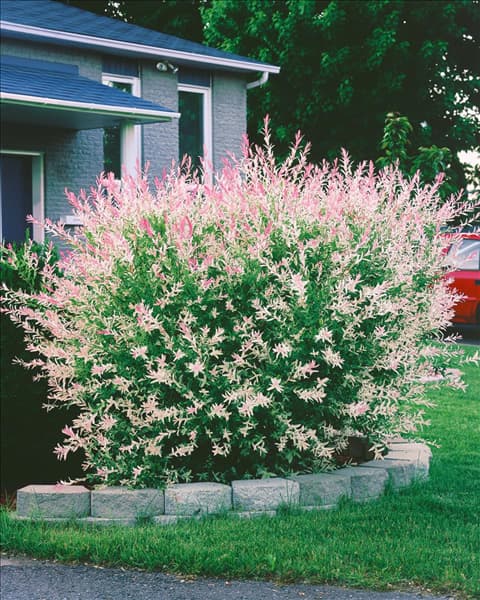 Salix integra Hakuro-nishiki