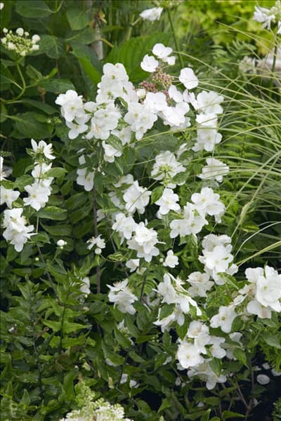 Polemonium caeruleum Album