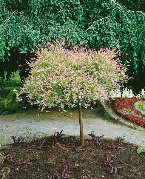 SALIX INTEGRA ALBOMACULATA / HOCHSTAMM