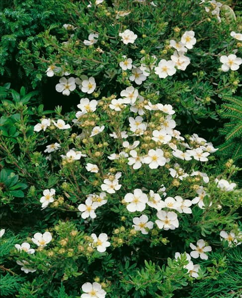 POTENTILLA FRUTICOSA ABBOTSWOOD