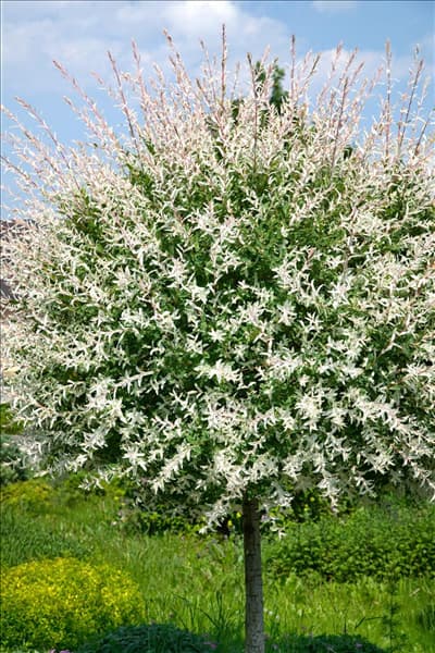 Salix integra Hakuro-nishiki