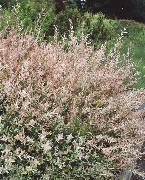 Salix integra Hakuro-nishiki