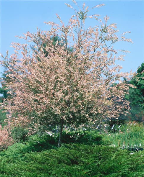 Salix integra Hakuro-nishiki